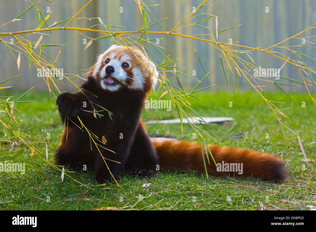 Le panda rouge ou petit panda (Ailurus fulgens) Banque D'Images