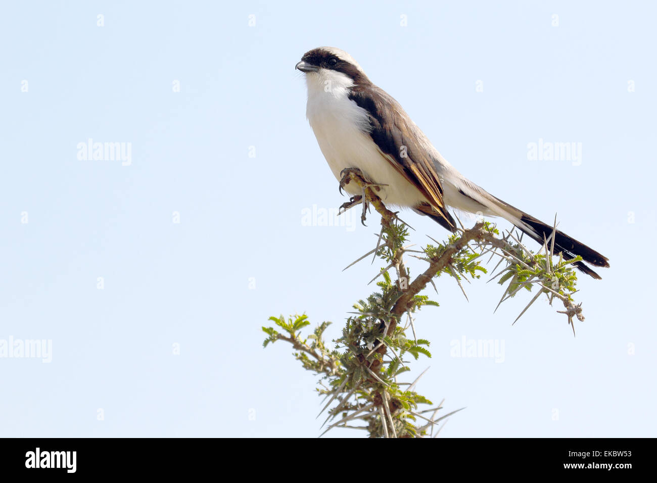 Un oiseau d'Afrique du Nord, connue sous le nom de pies-grièches, blanche Eurocephalus rueppelli, perché sur un rameau d'acacia à Serengeti National Banque D'Images