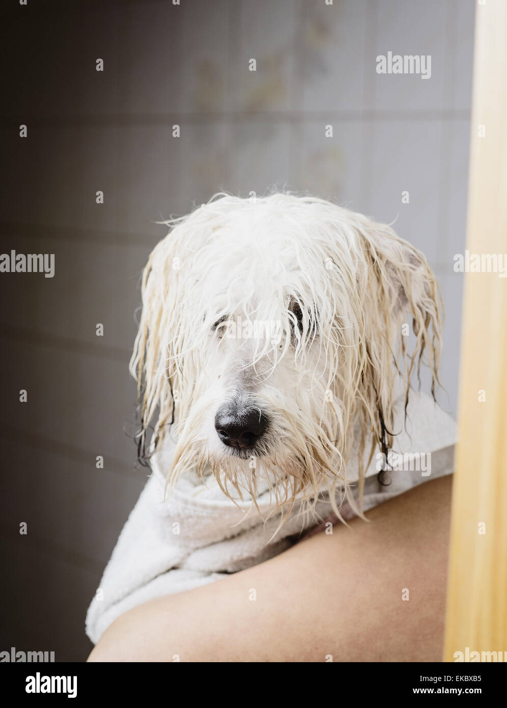 Coton de Tuléar avec fourrure humide Banque D'Images