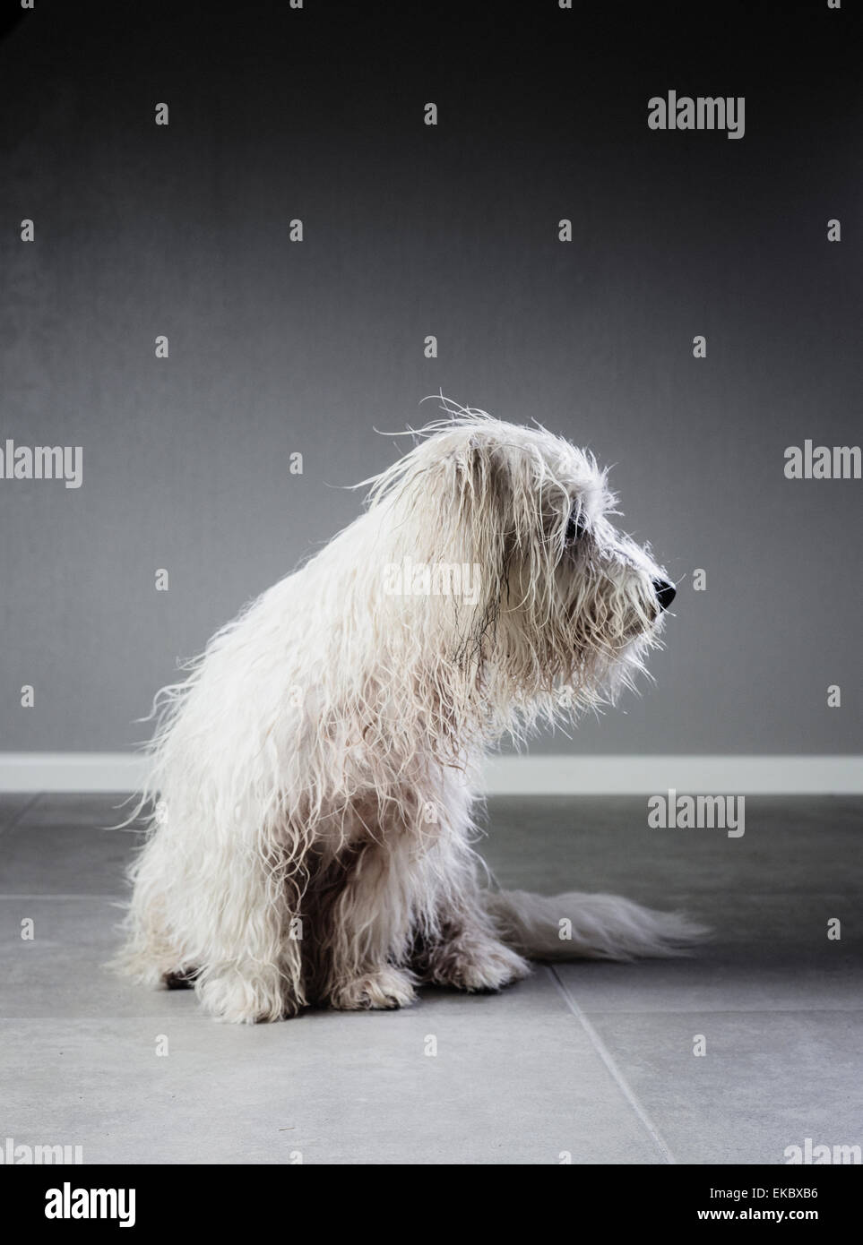 Coton de Tuléar avec fourrure humide Banque D'Images