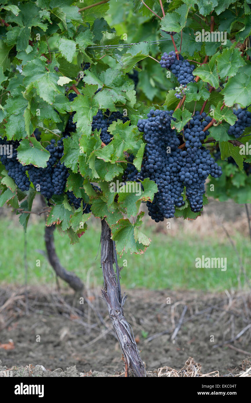 Les raisins de la vigne noire Banque D'Images