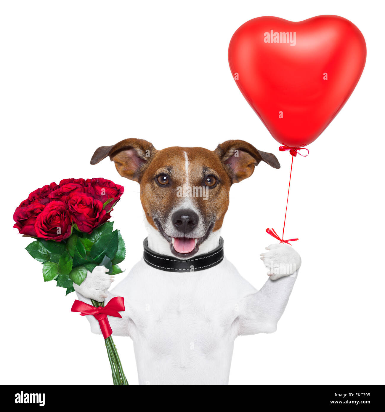 chien de Saint-Valentin Banque D'Images