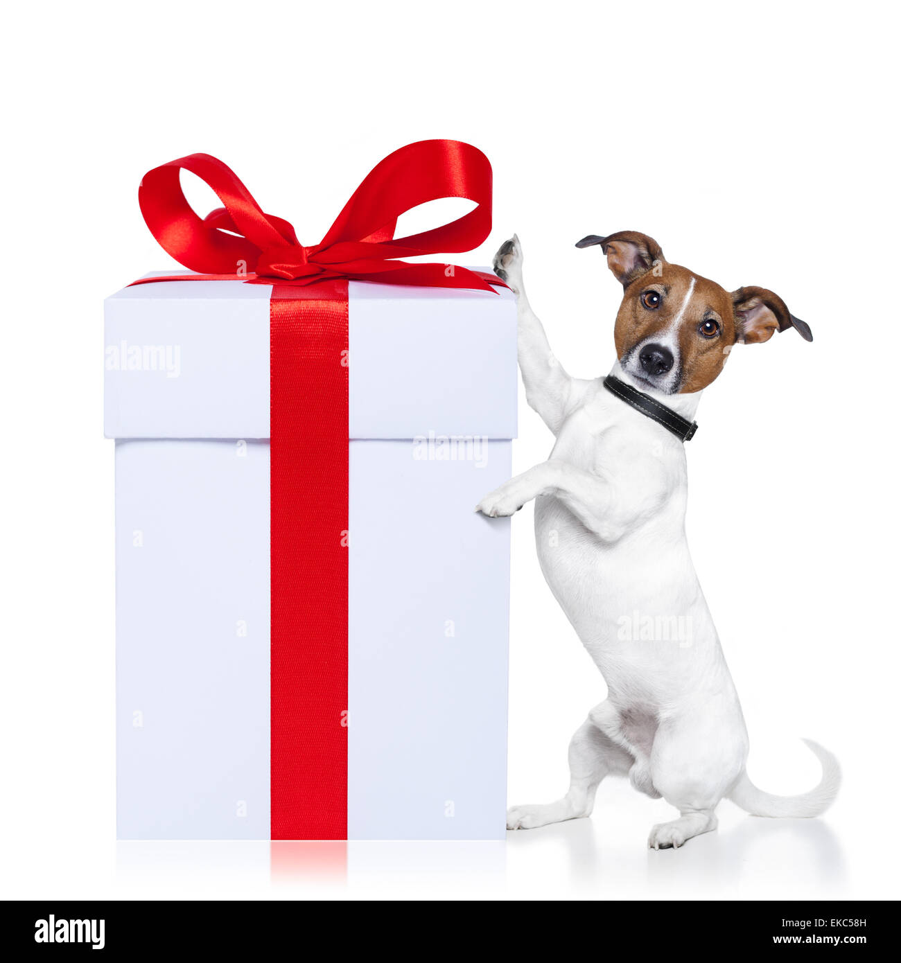 Chien avec noël présent Banque D'Images