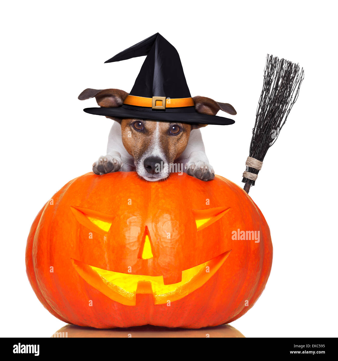 Drôle Halloween chien sorcière ou sorcier chapeau portant des lunettes de  soleil colorées image libre de droit par canbedone © #181956386