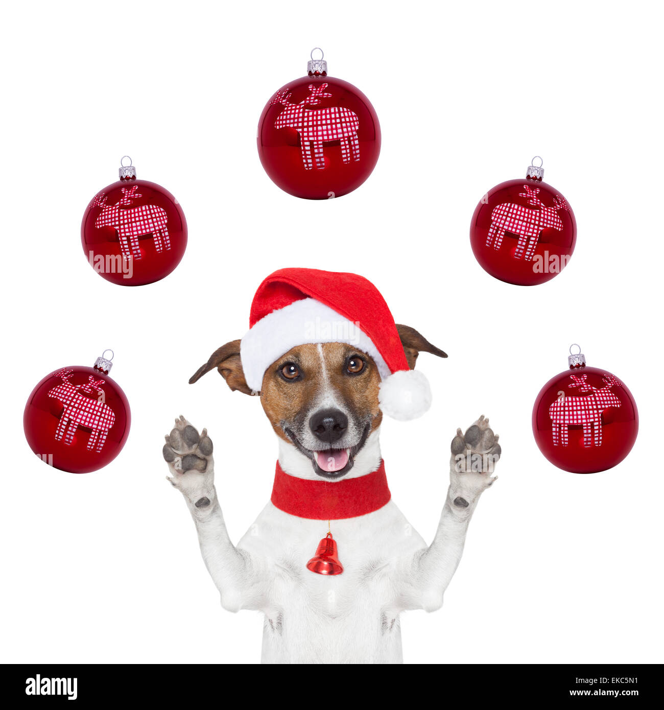 Chien de noël with santa hat et balles Banque D'Images