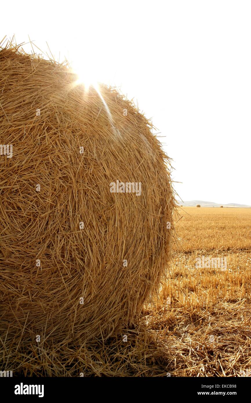 Balle de foin de céréales de blé séché Photo Stock - Alamy
