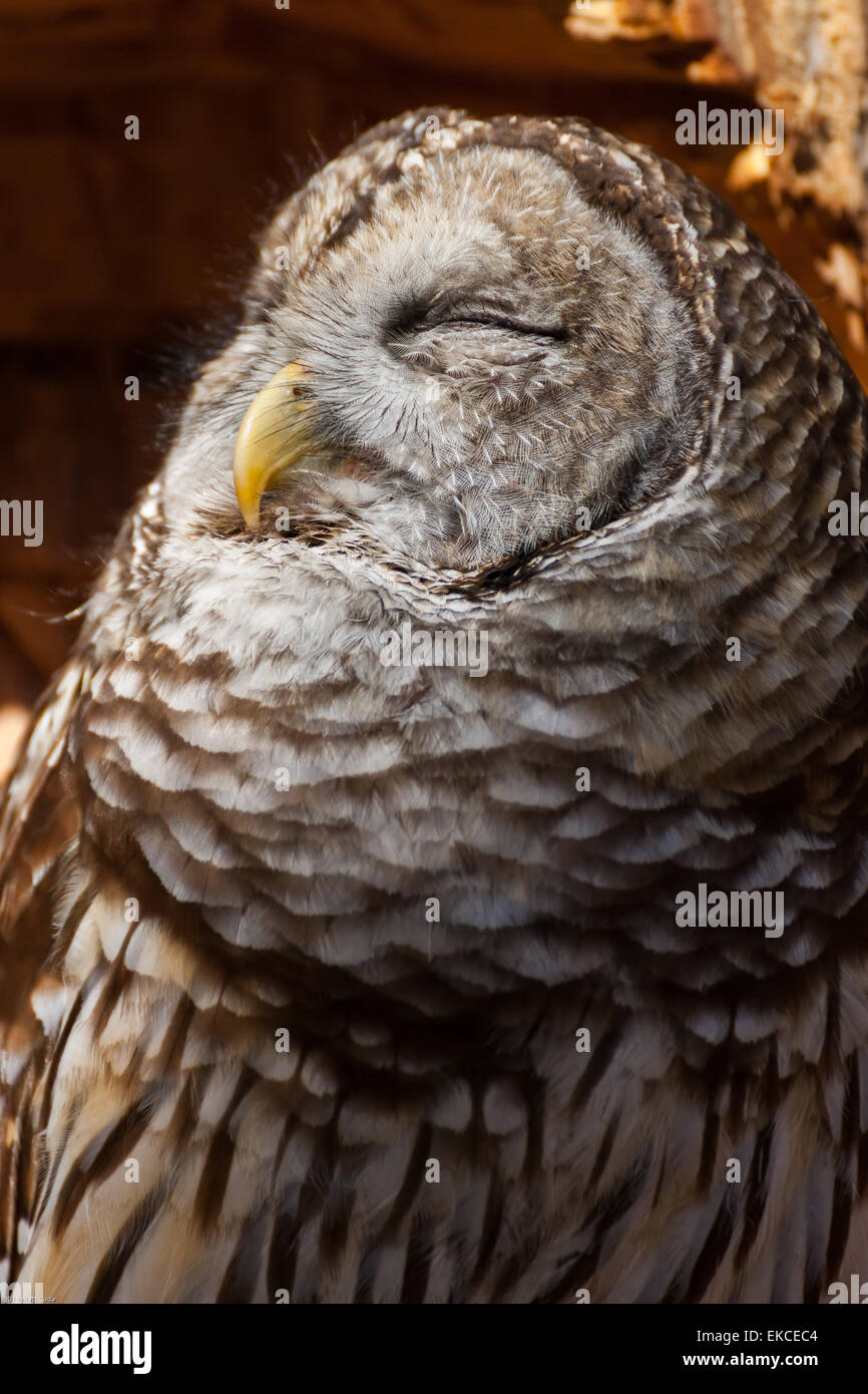 Une chouette rayée bénéficie de la lumière du soleil et verser dans l'arbre de l'étang Banque D'Images