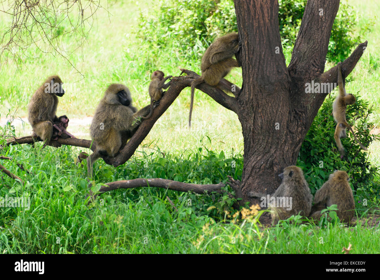 Papionini Primates des Thraupidae Baboon dans Parc national de Tarangire, Manyara Région, la Tanzanie, l'Afrique. Banque D'Images