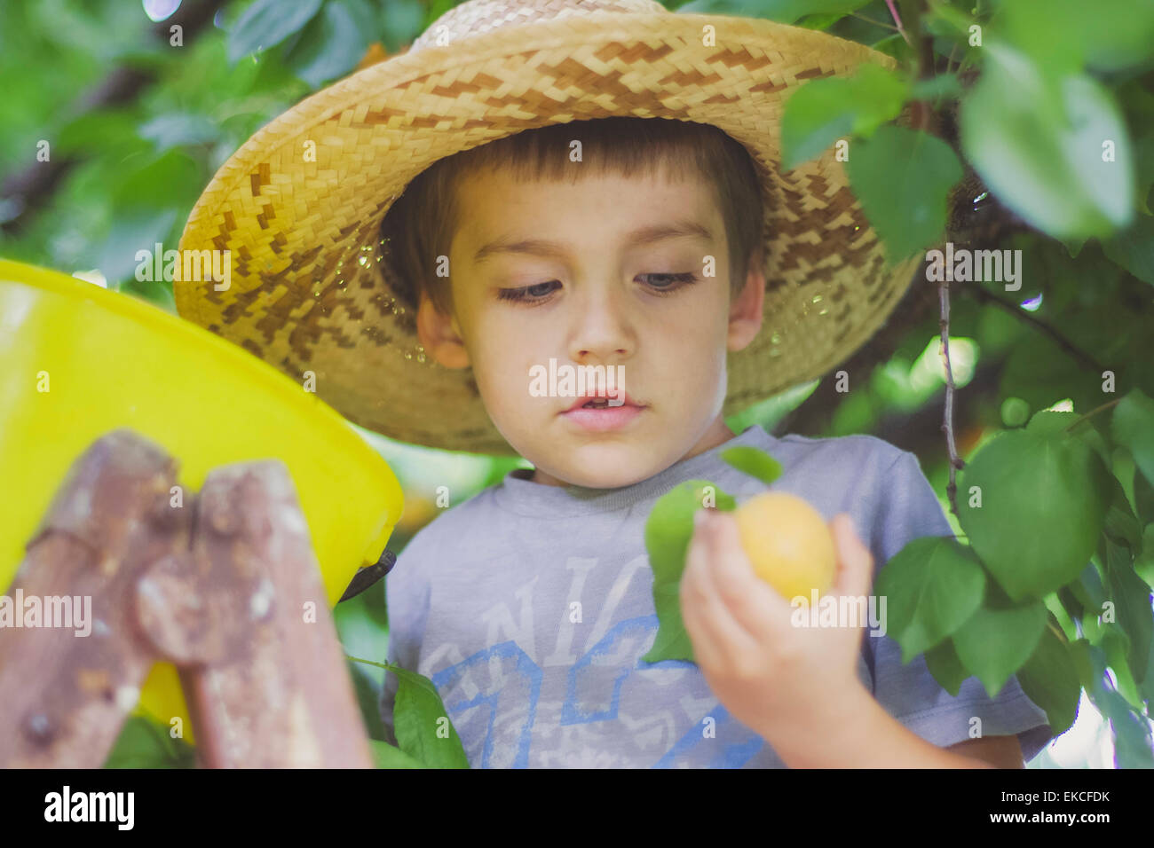 Garçon dans un arbre abricots cueillette Banque D'Images