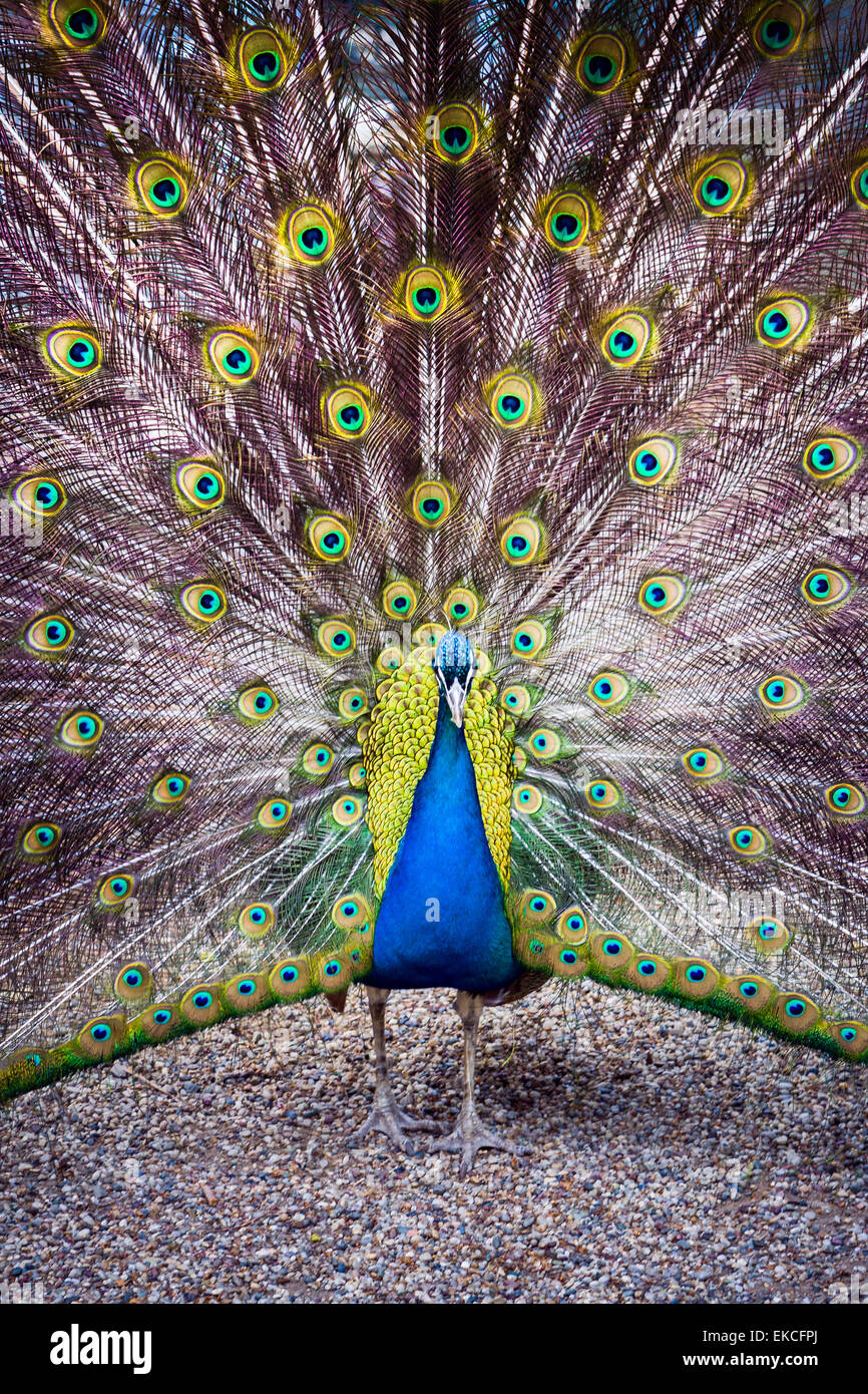 Le paon se répand sa magnifique queue dans le jardin près de Dolmabahce, Istanbul, Turquie. Banque D'Images
