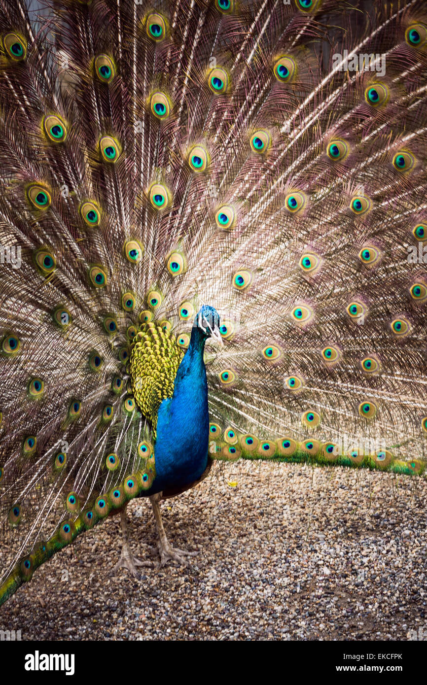 Le paon se répand sa magnifique queue dans le jardin près de Dolmabahce, Istanbul, Turquie. Banque D'Images