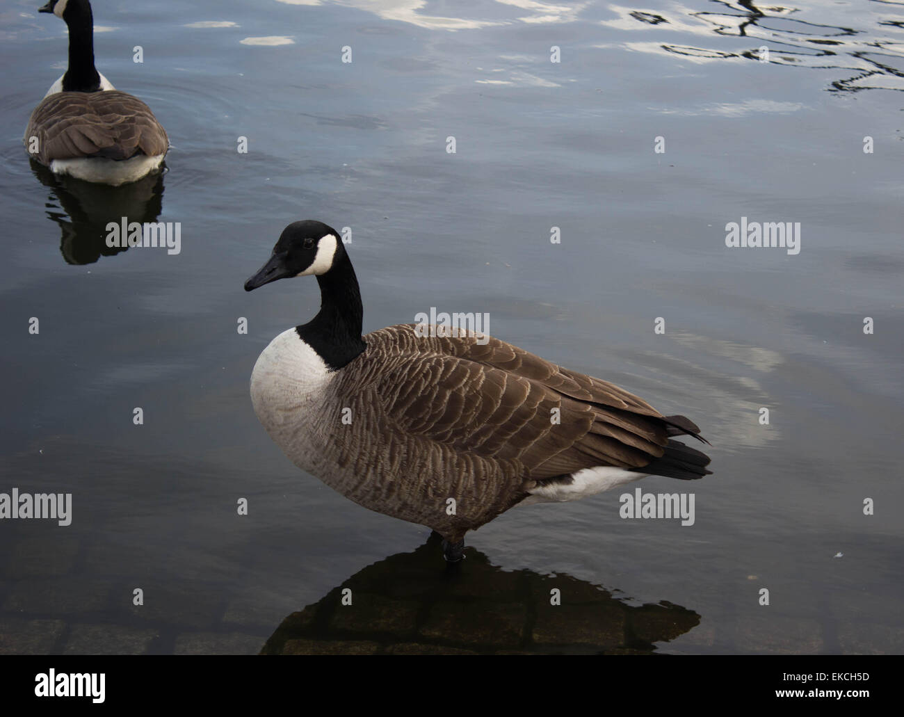 Canards dans l'étang Banque D'Images