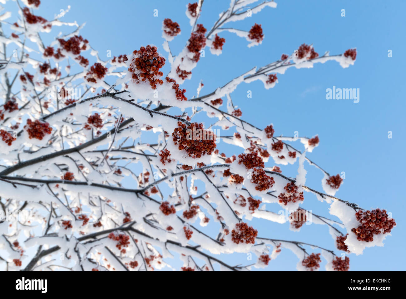 Snow-bound rowan branches avec des grappes de fruits rouges un Banque D'Images