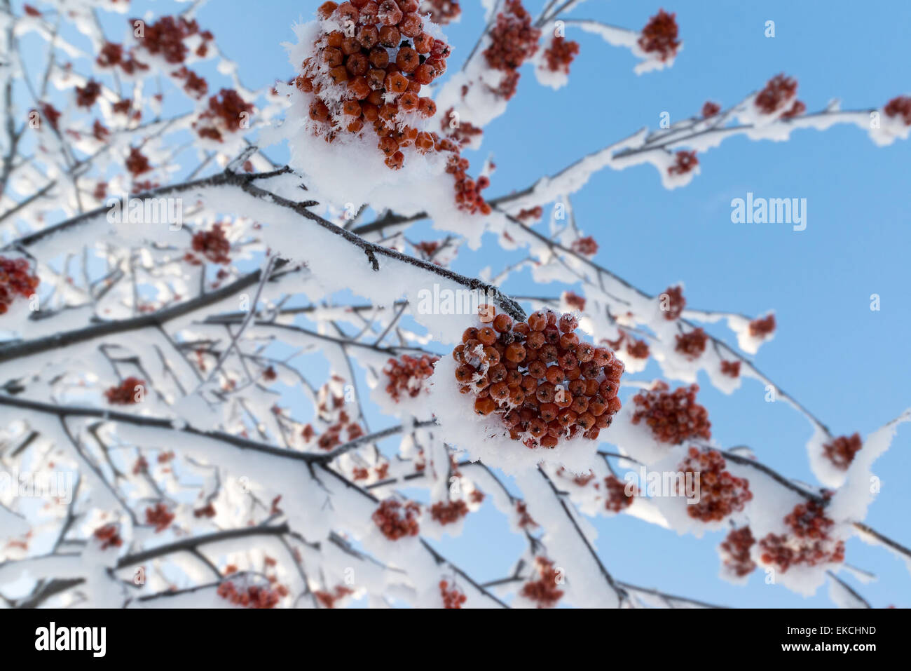 Snow-bound rowan branches avec des grappes de fruits rouges un Banque D'Images