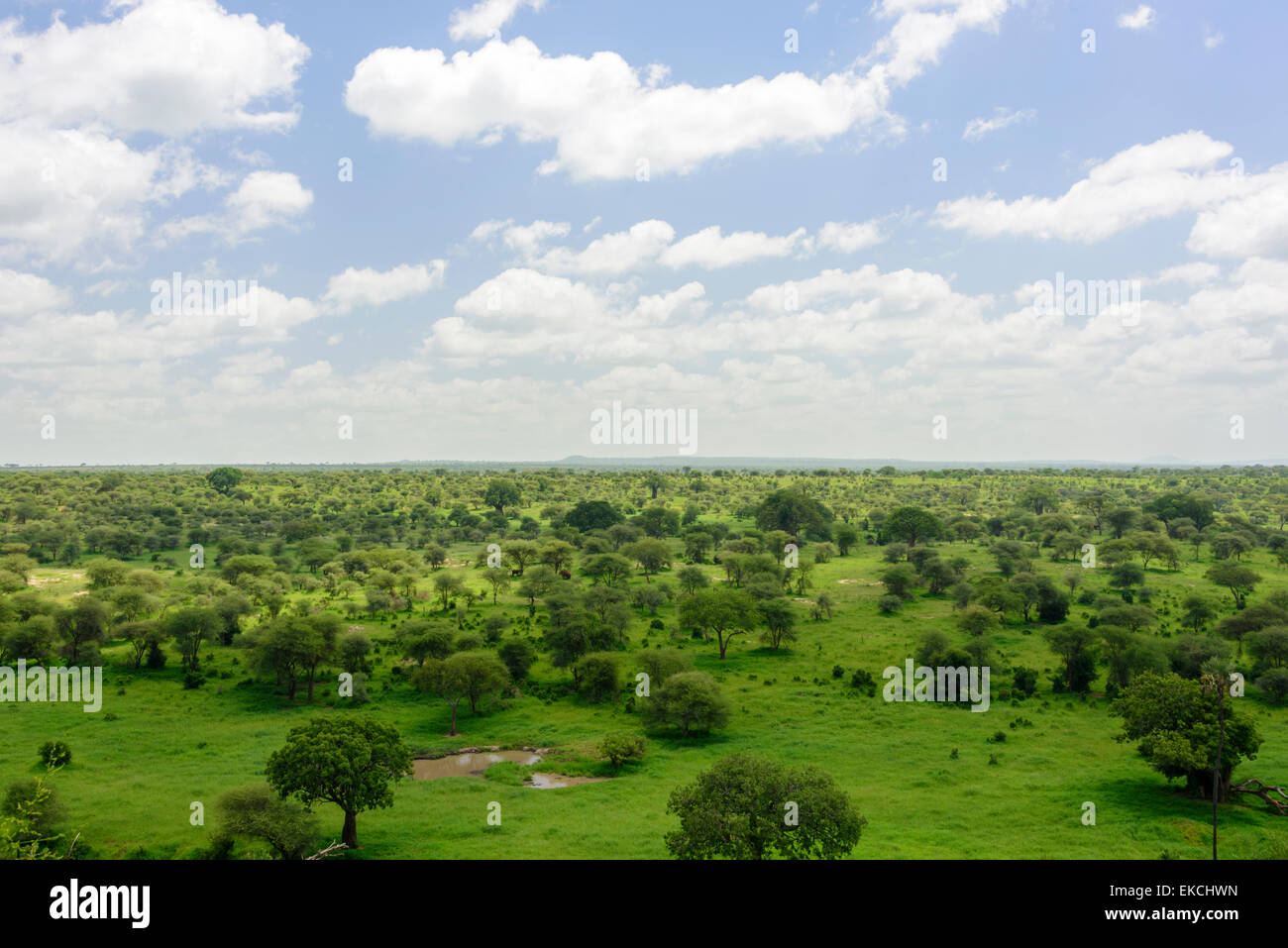 Paysage de parc national de Tarangire, Manyara Région, la Tanzanie, l'Afrique. Banque D'Images