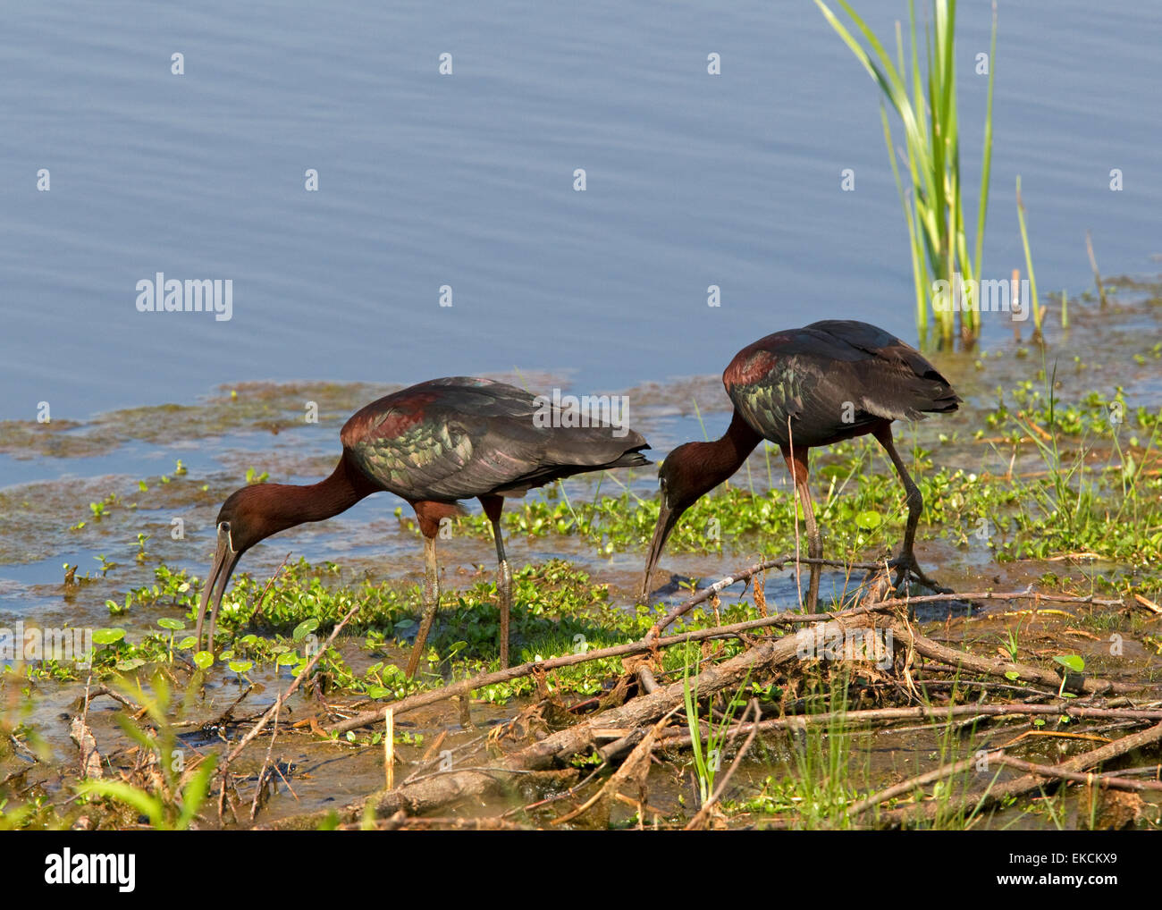 Deux Ibis falcinelle (Plegadis falcinellus) échassiers Wade et nourrir au bord des zones humides, Chincoteague National Wildlife Refuge Banque D'Images