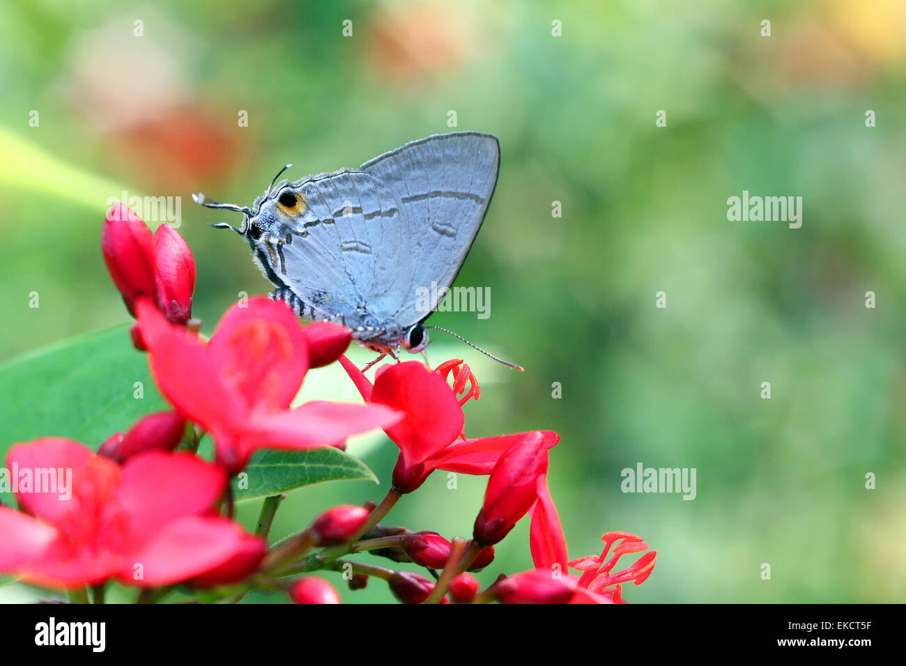 Beau papillon dans le parc naturel Banque D'Images