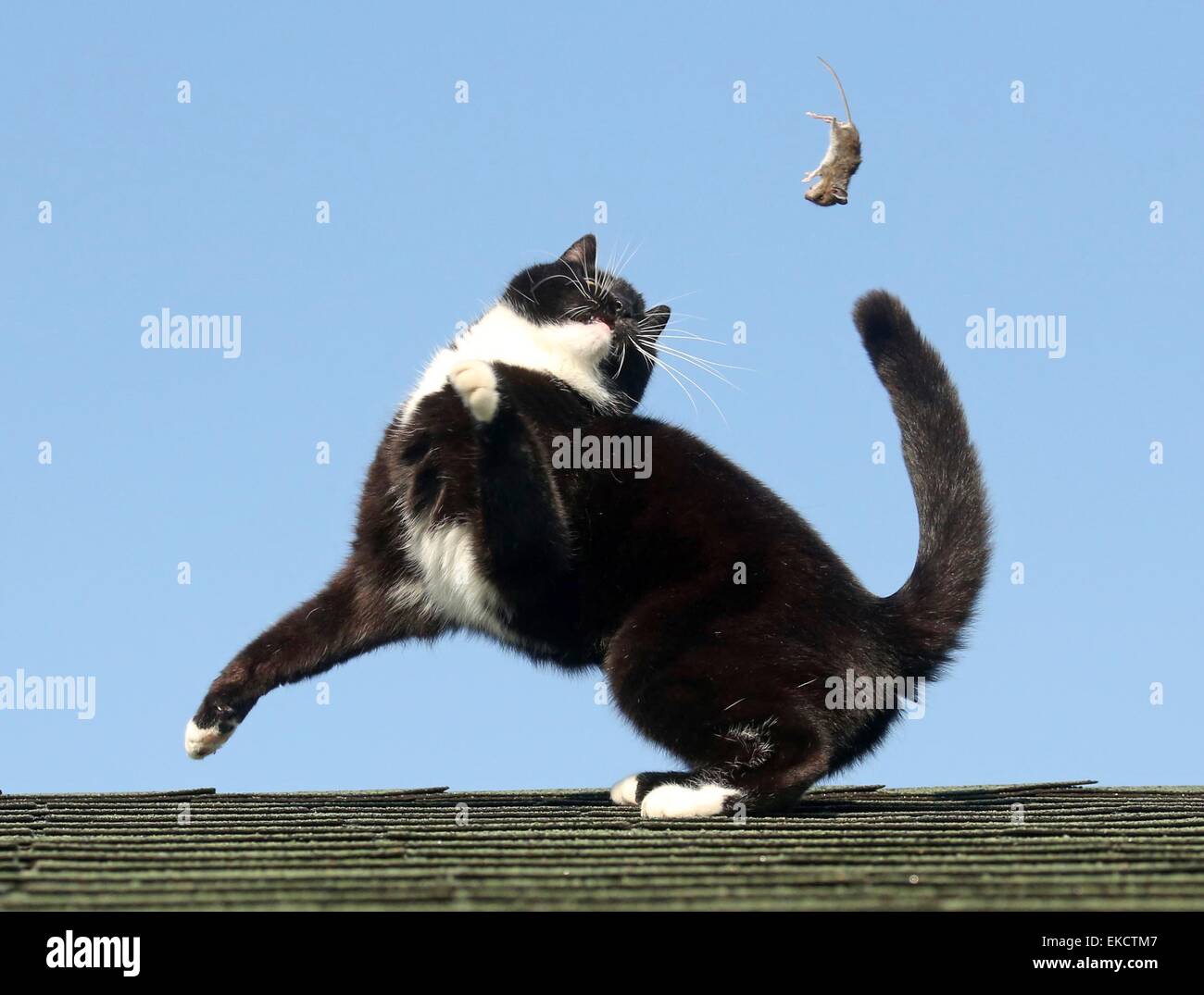 Glastonbury Somerset Royaume Uni Le 9 Avril 15 C Est Un Vieux Emnity Qui Se Termine Rarement Bien Pour L Une De Ses Parties Et C Est Revele Dans Ce Remarquable Ensemble De Photos Les Mousquetons
