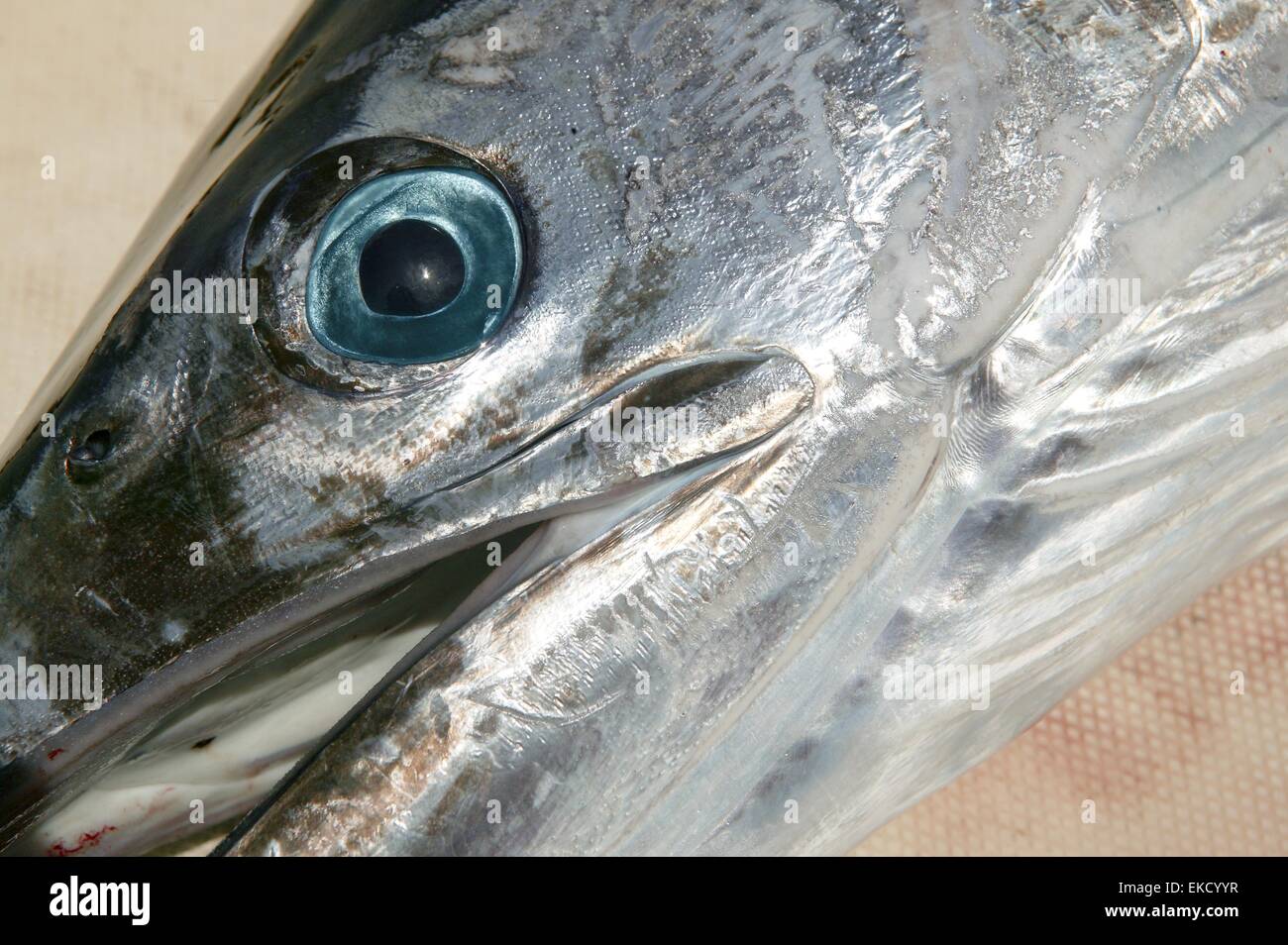 Méditerranée marlins head Tetrapturus belone Banque D'Images