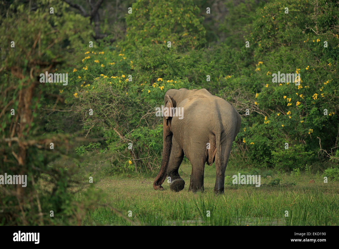 Sri Lanka (Asie) Éléphant (Elephas maximus maximus) Banque D'Images