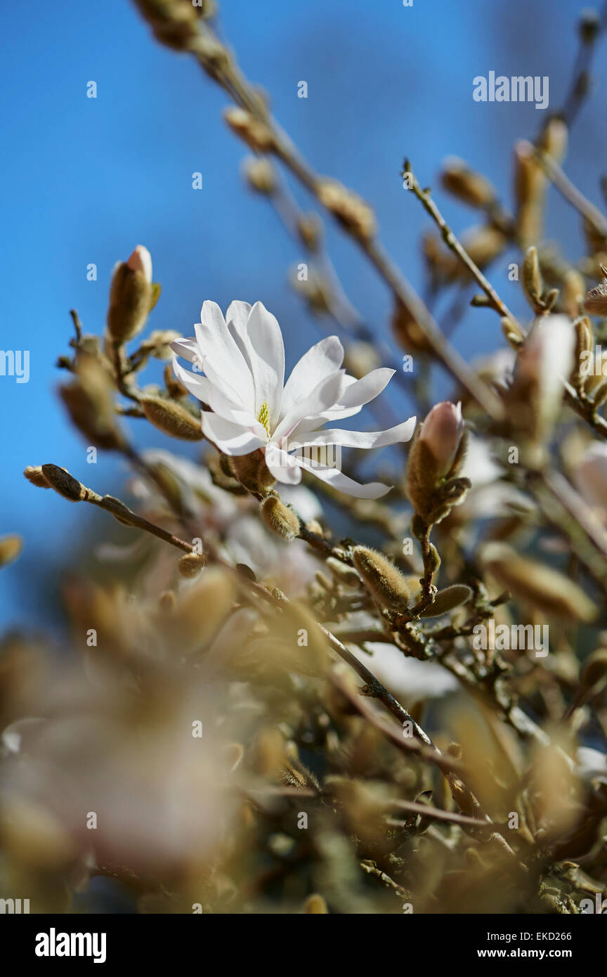 Magnolia stellata est une croissance lente et moyenne taille arbuste à feuilles caduques de large, arrondi habitude originaires du Japon. Banque D'Images