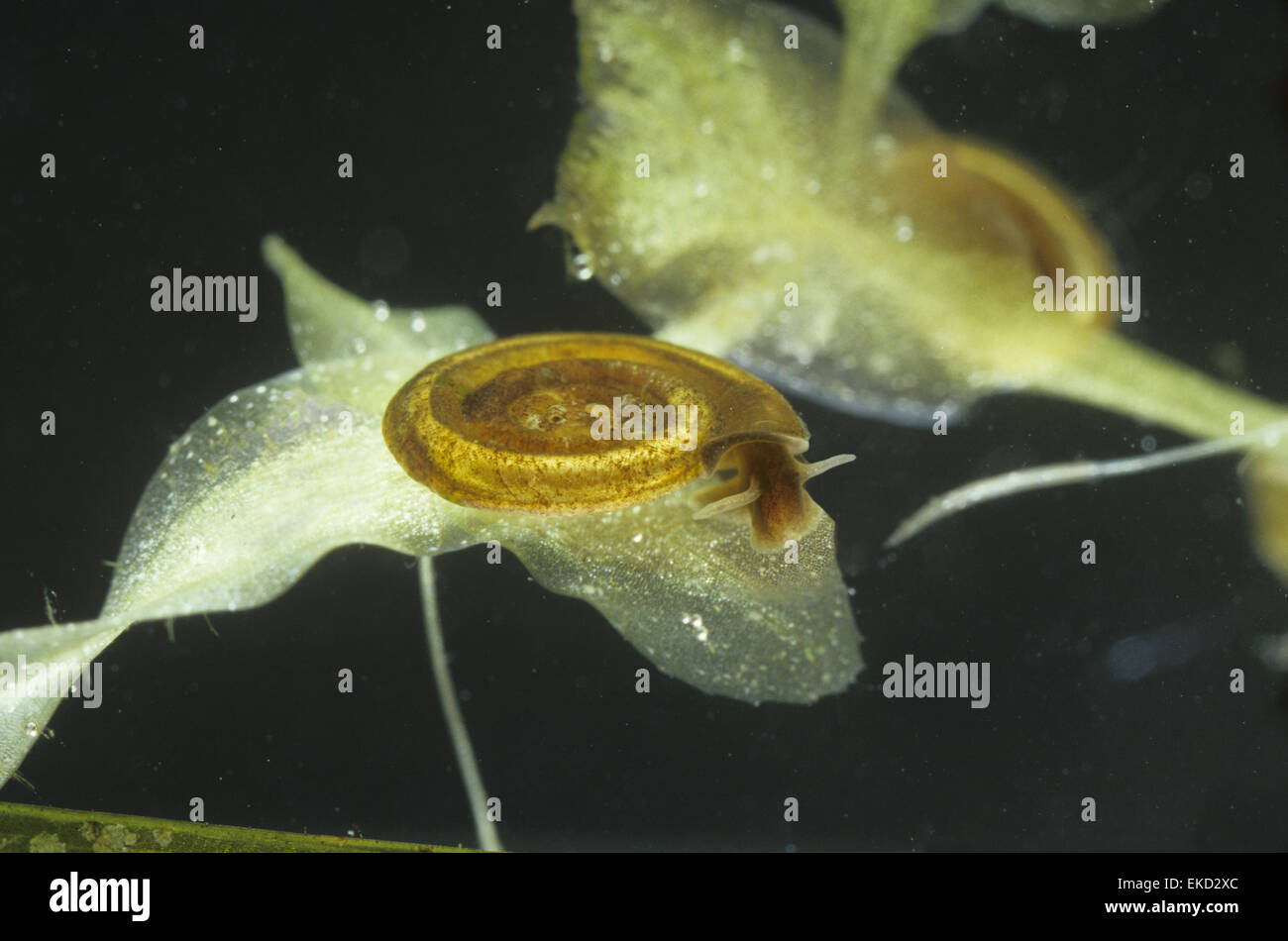 Petit Escargot Ramshorn Whirlpool - Anisus vorticulus Banque D'Images