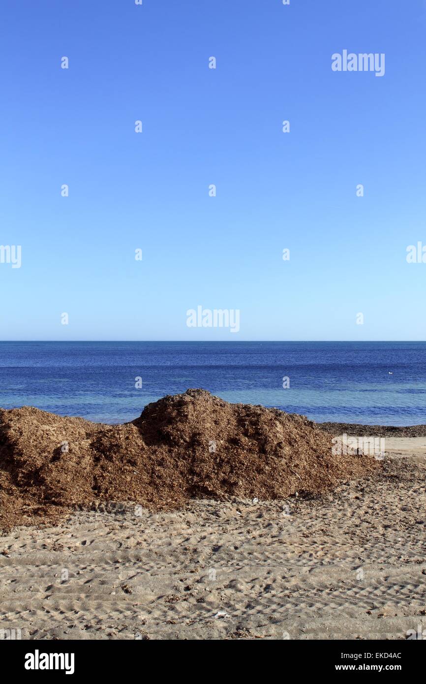 Algues Algues séchés sur la plage Méditerranéenne Banque D'Images