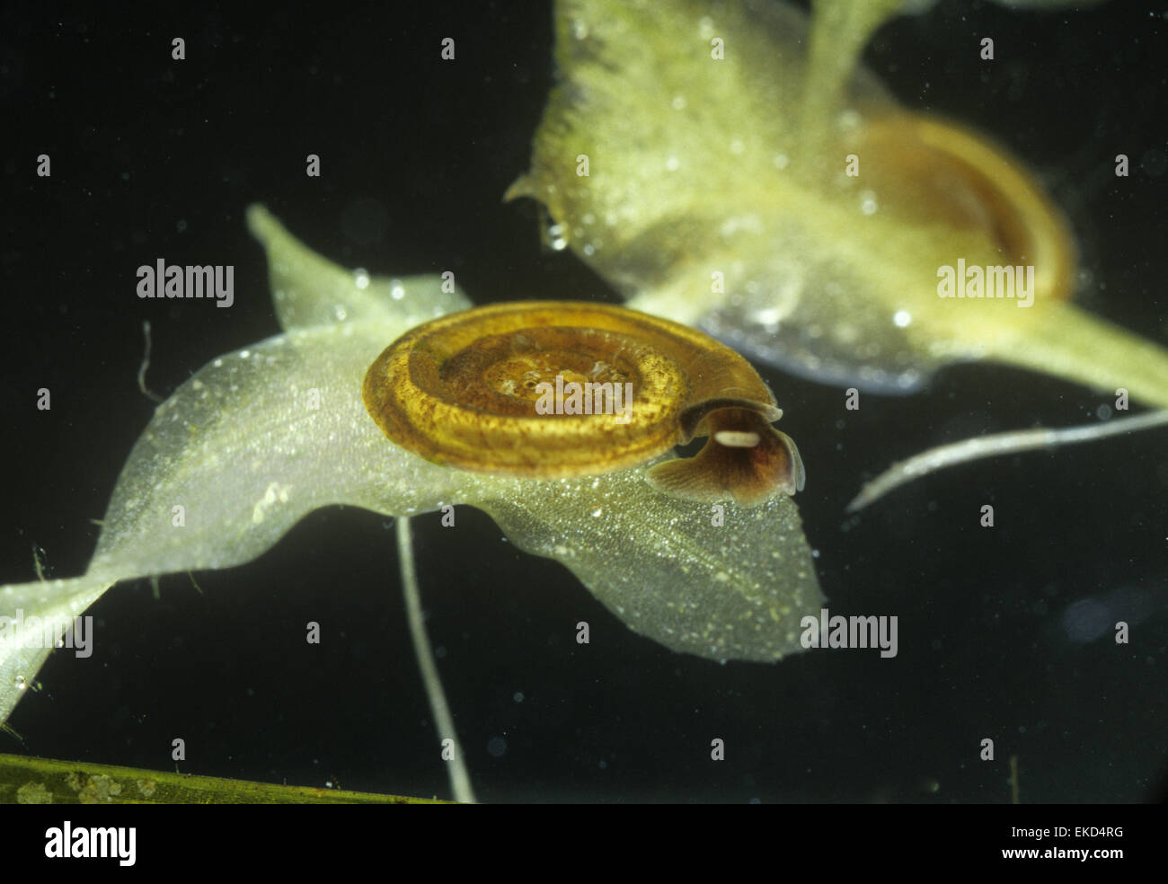 Petit Escargot Ramshorn Whirlpool - Anisus vorticulus Banque D'Images