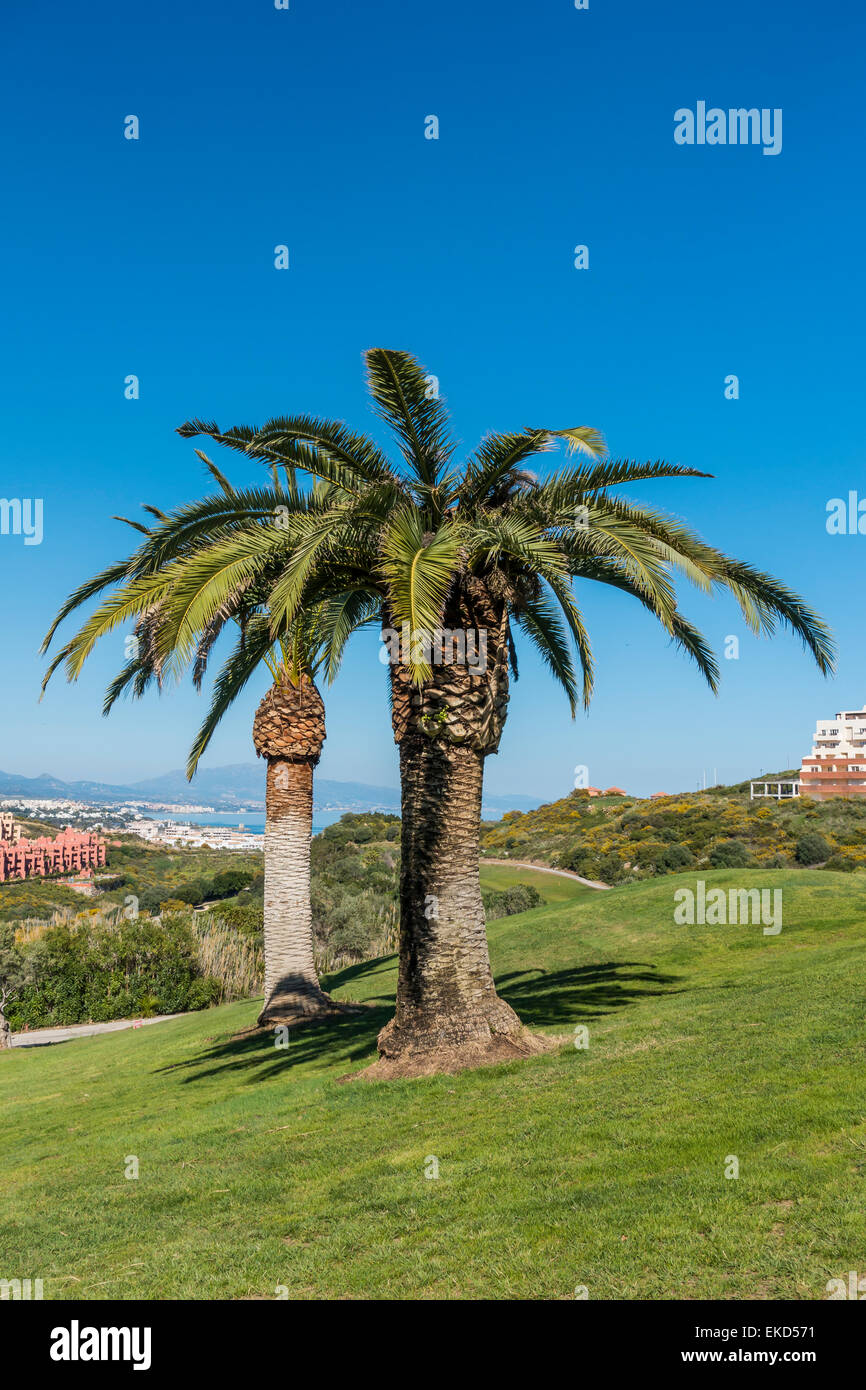 Palmiers Duquesa Golf Fairway Espagne Banque D'Images