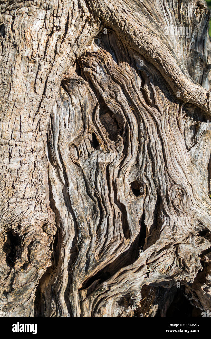 La texture de l'écorce de l'arbre noueux Banque D'Images