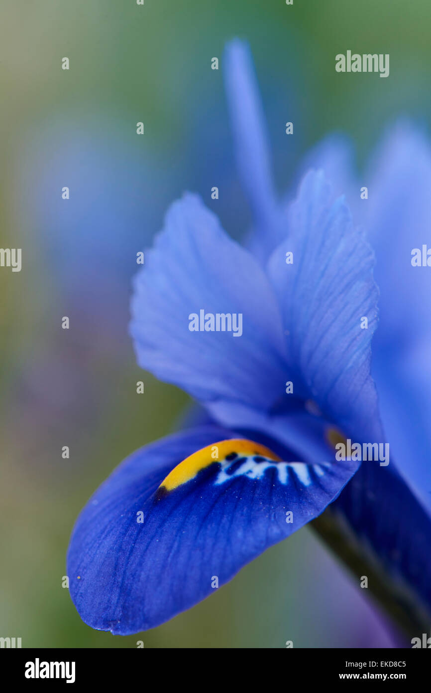 Iris reticulata est une floraison précoce, nain vivace bulbeuse. Banque D'Images