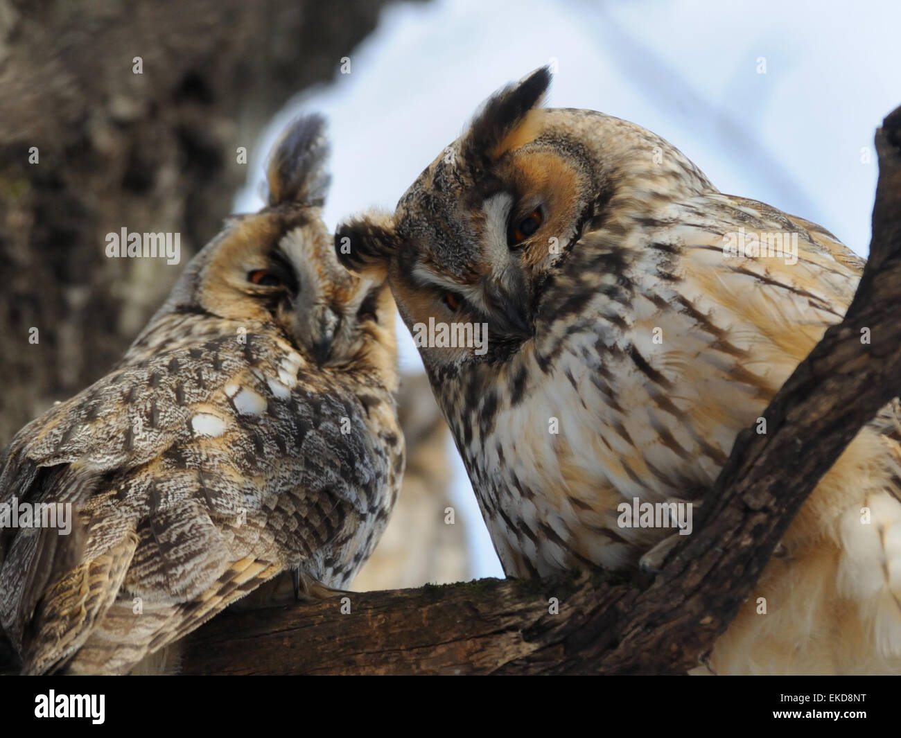 Deux hibou moyen-duc à l'arbre Banque D'Images