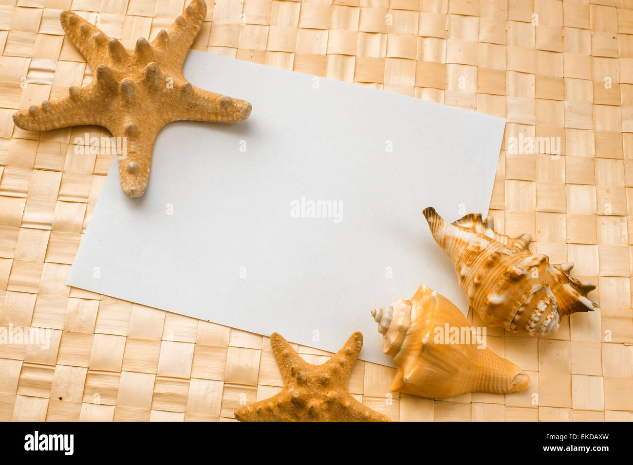 Les coquillages sur une feuille de papier blanc Banque D'Images