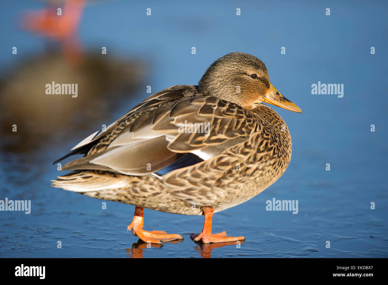 Canard colvert femelle debout sur un étang gelé. Banque D'Images