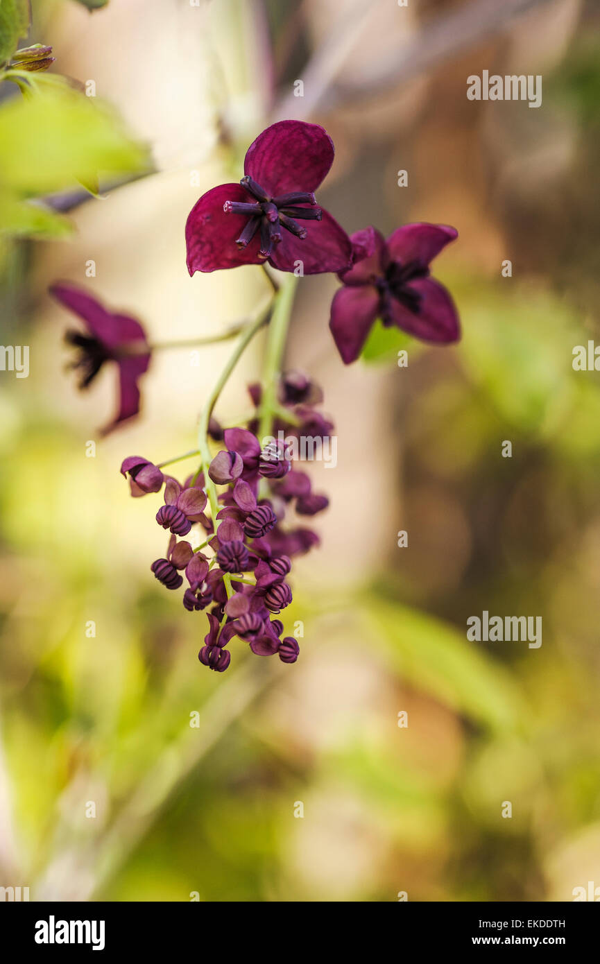 Akebia quinata vigne chocolat. Banque D'Images