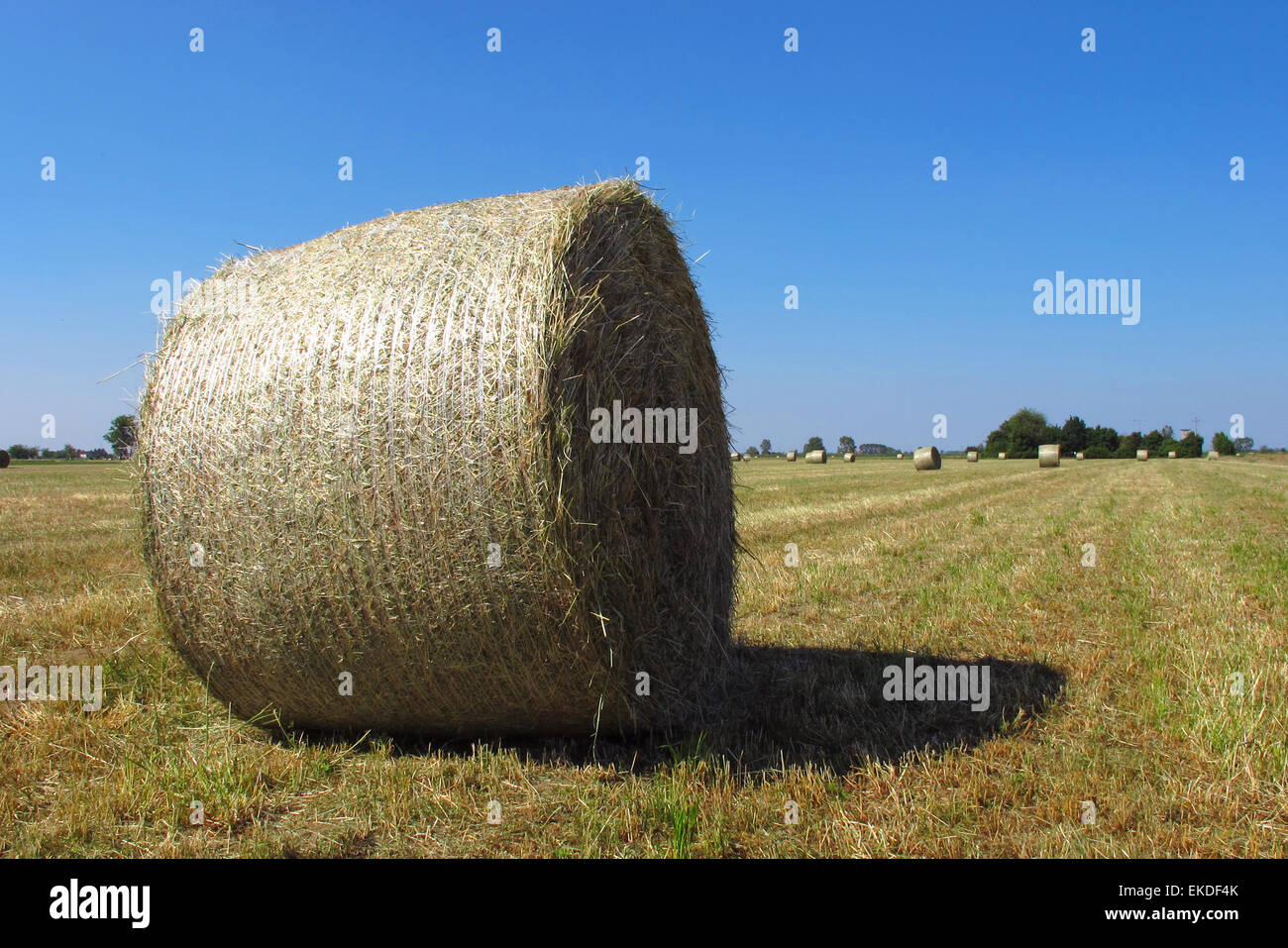 Balle de foin. Emilie Romagne, Italie. Banque D'Images