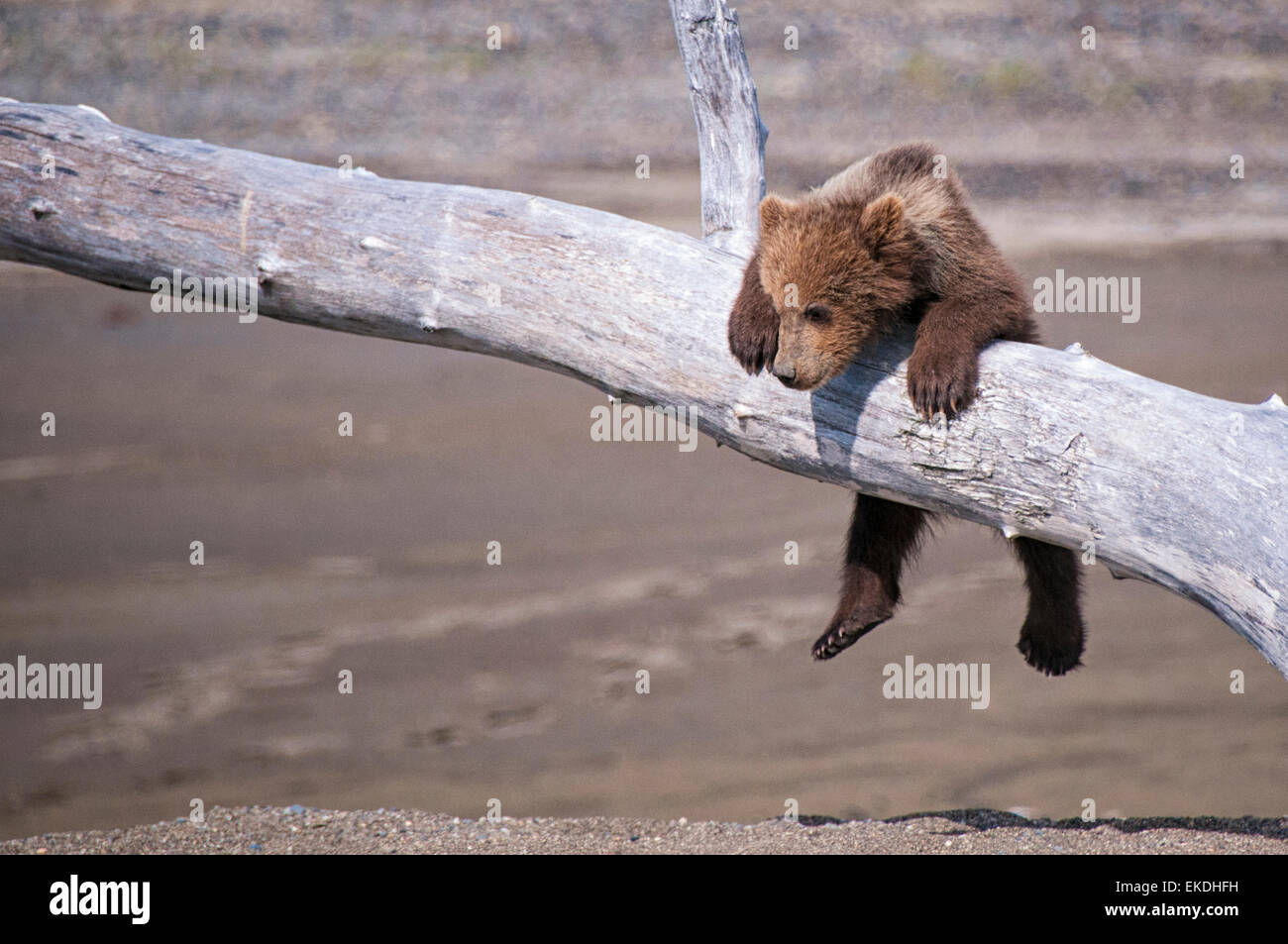 Grizzly Bear Cub Printemps mignon, Ursus arctos, suspendu à une branche, Lake Clark National Park, Alaska, USA Banque D'Images