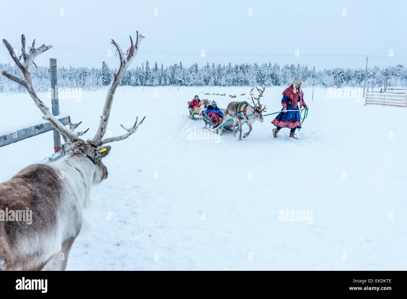 Élevage de rennes et en traîneau. Levi. La Laponie. La Finlande. Scandinavie Banque D'Images