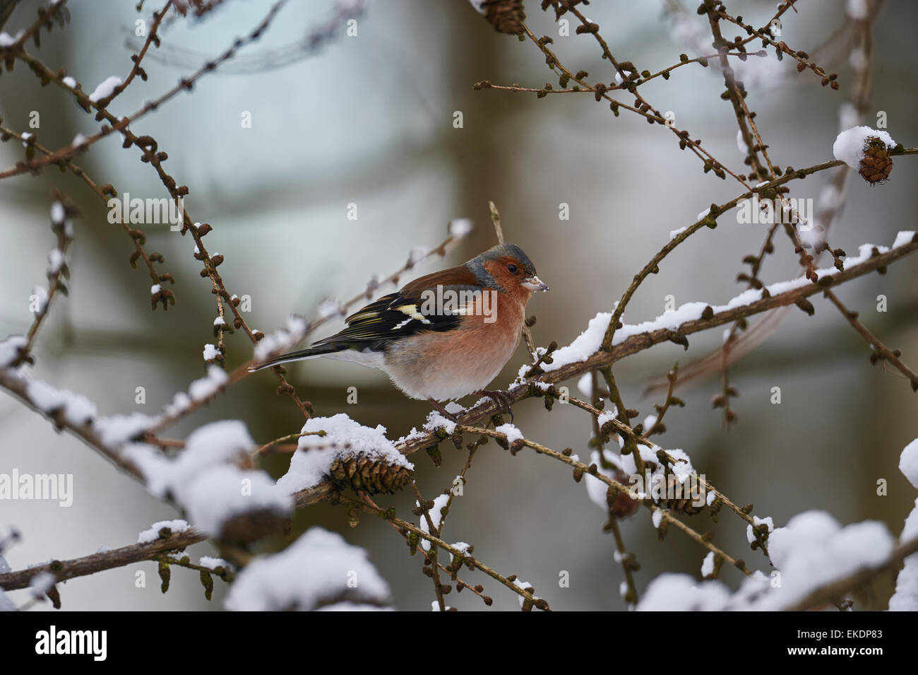 Chaffinch commun, homme, Fringilla coelebs, West Lothian, Scotland, UK Banque D'Images