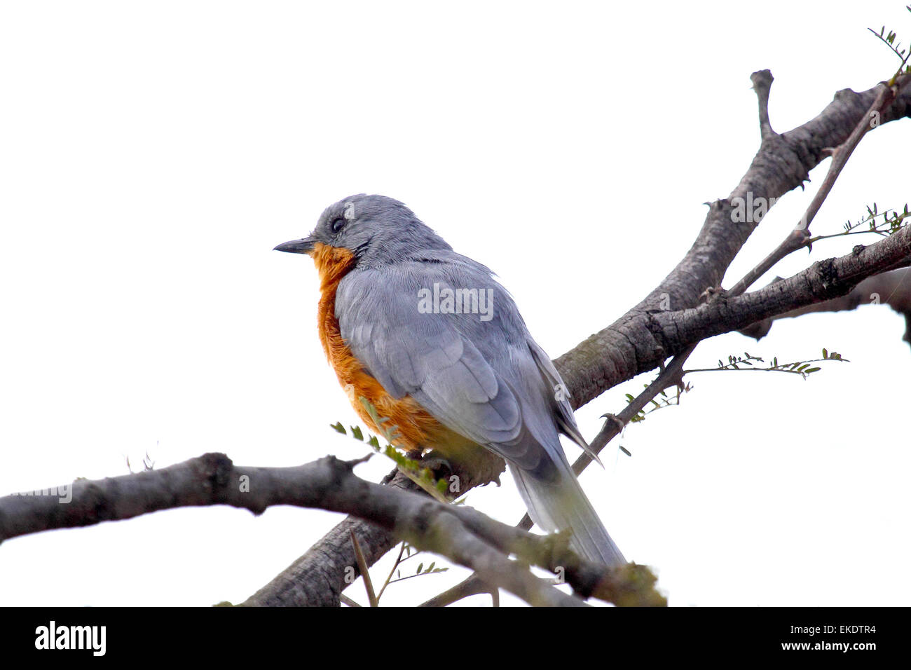 Un oiseau robin perché sur un arbre qui se trouve le Parc National du Serengeti, Tanzanie. Arrière-plan blanc. Banque D'Images
