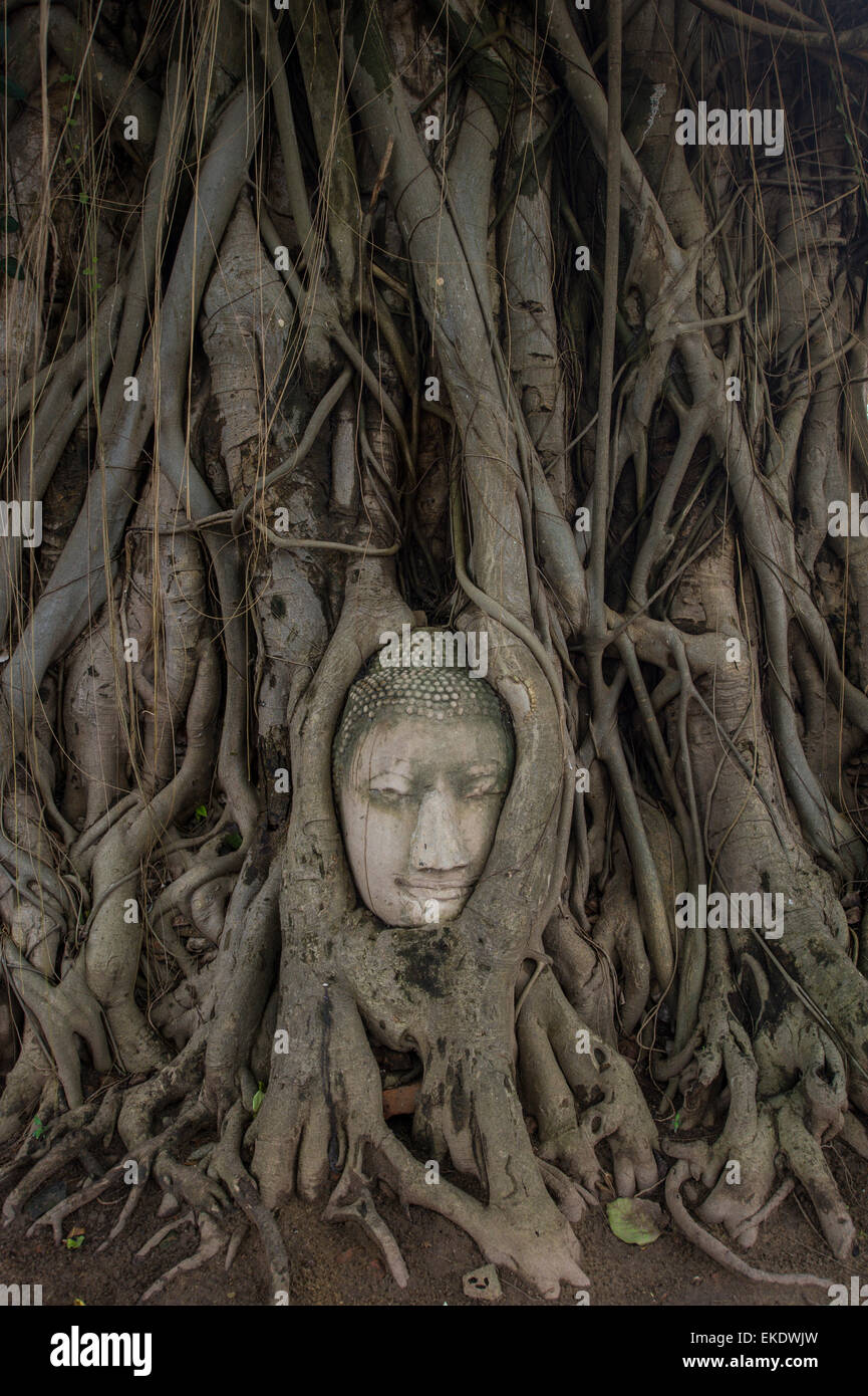 L'un des points saillants touristiques d'Ayutthaya. La tête de Bouddha dans l'arbre. Banque D'Images