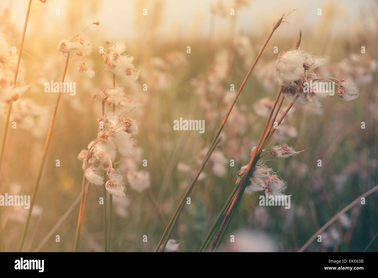 Golden sunset de l'été avec l'herbe et wild flower meadow. Paysage naturel vintage retro hipster floue background Banque D'Images