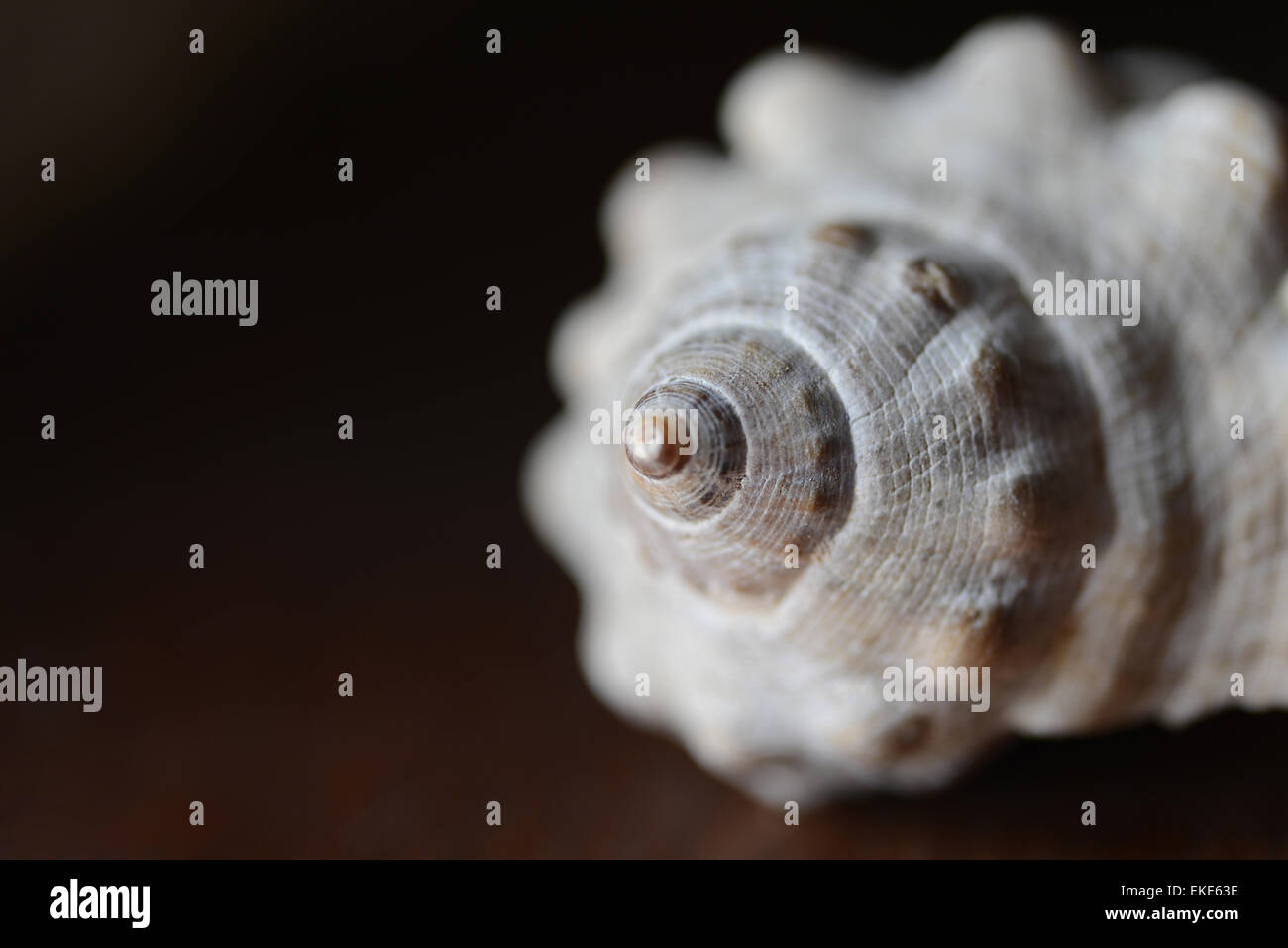 Sea Shell closeup macro sur fond brun. Banque D'Images