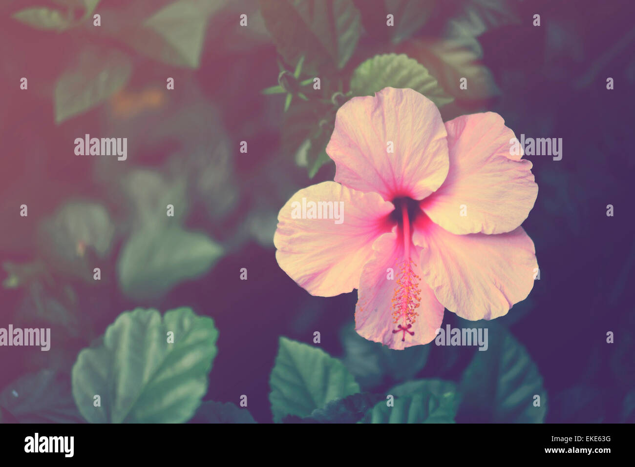 Hibiscus rose Vintage flower close up. Effet de couleur douce Retro hipster photo. Banque D'Images