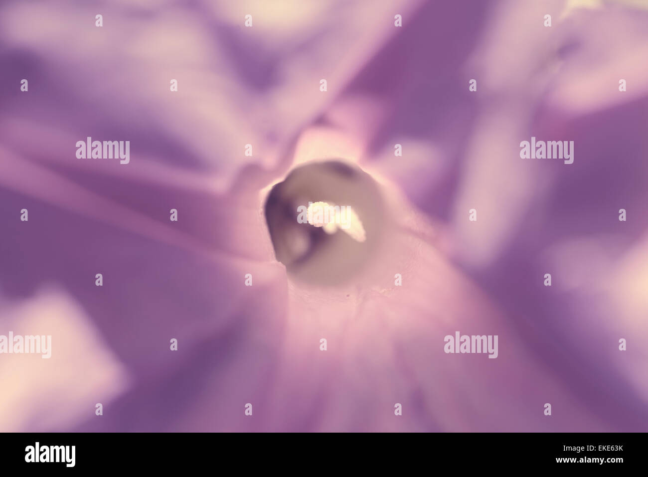 Vintage violet abstract flower macro close up contexte avec les effets de flou de style hippie. Banque D'Images