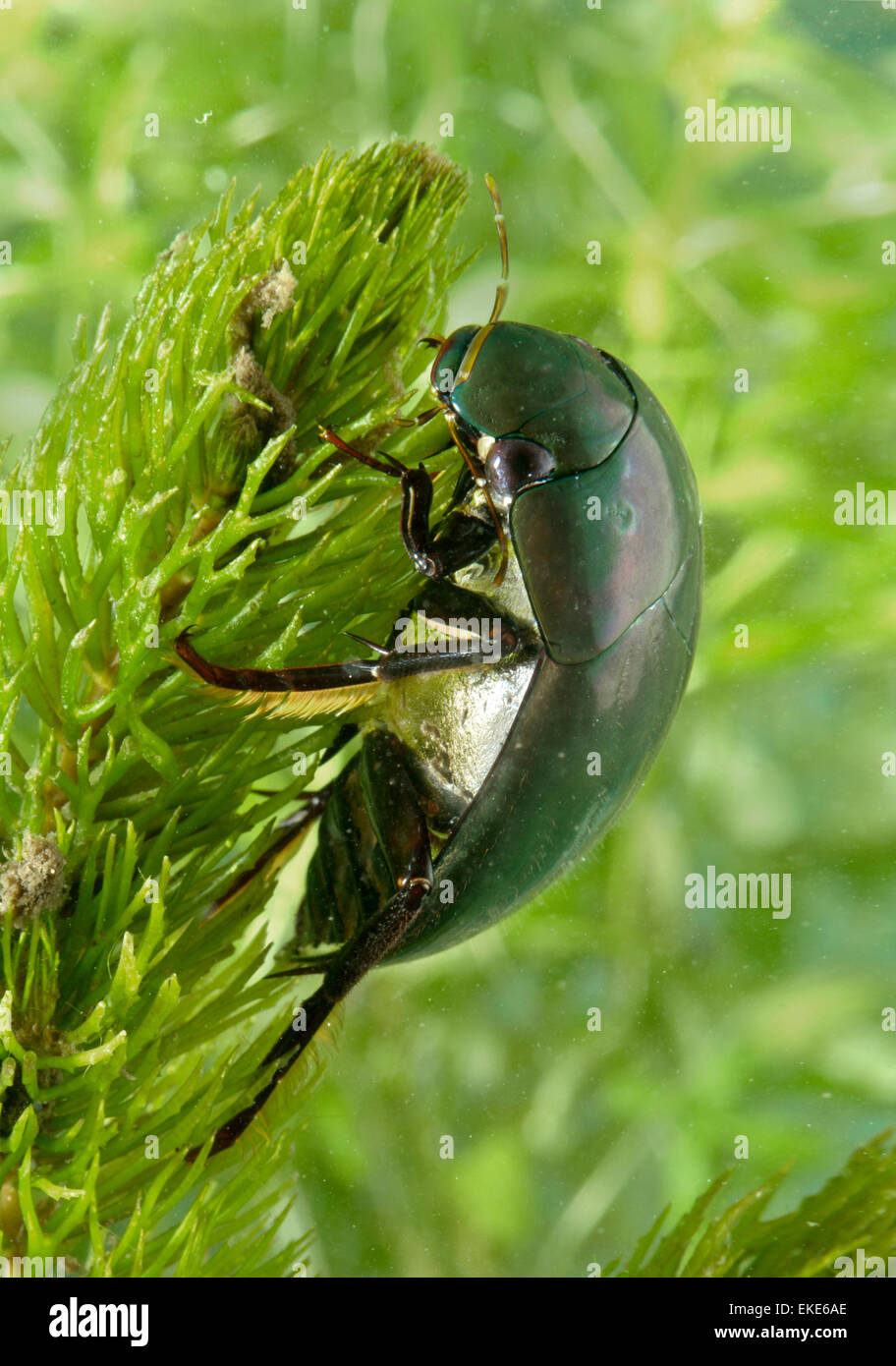 L'eau d'argent - coléoptère Hydrophilus piceus Banque D'Images