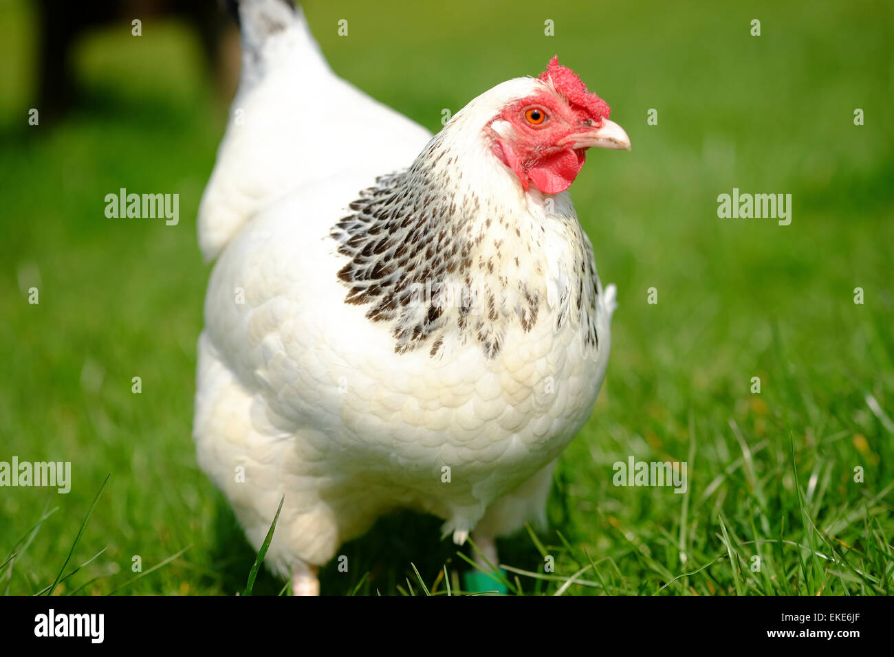 Poulet blanc et noir Banque D'Images