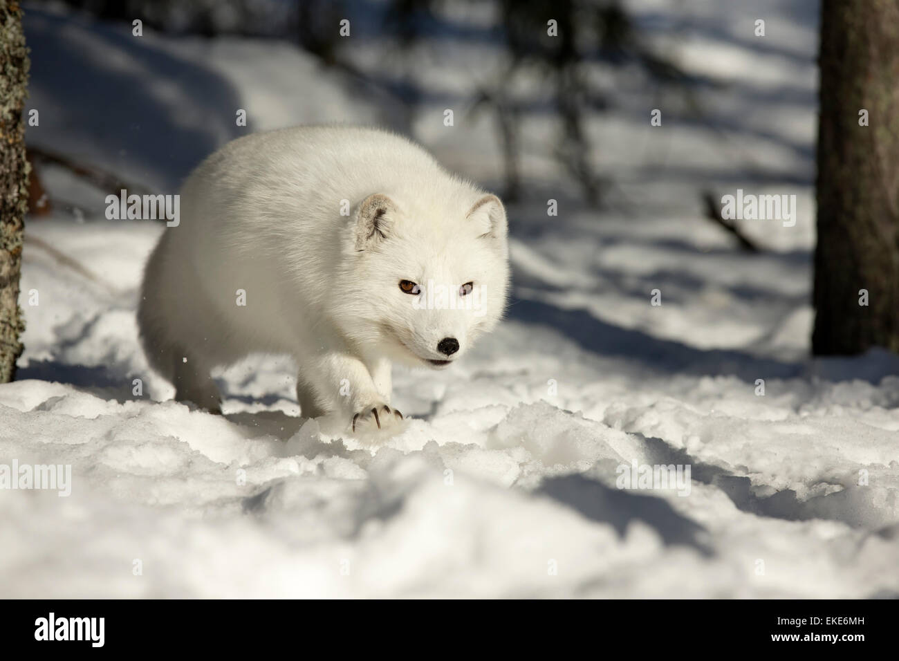 Le renard arctique (Vulpes lagopus) à la recherche de nourriture dans la neige en hiver Banque D'Images