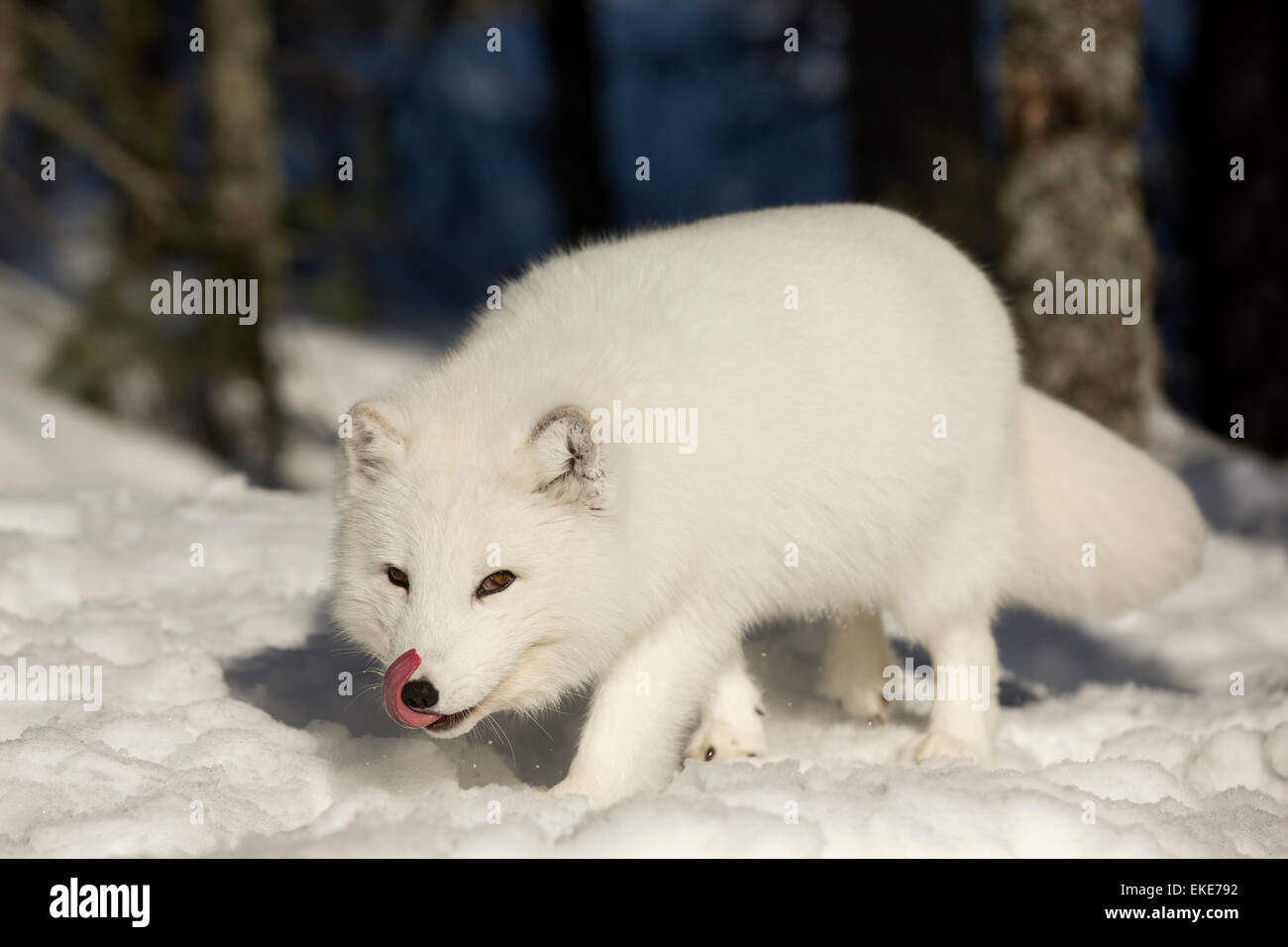 Le renard arctique (Vulpes lagopus) à la recherche de nourriture dans la neige en hiver Banque D'Images