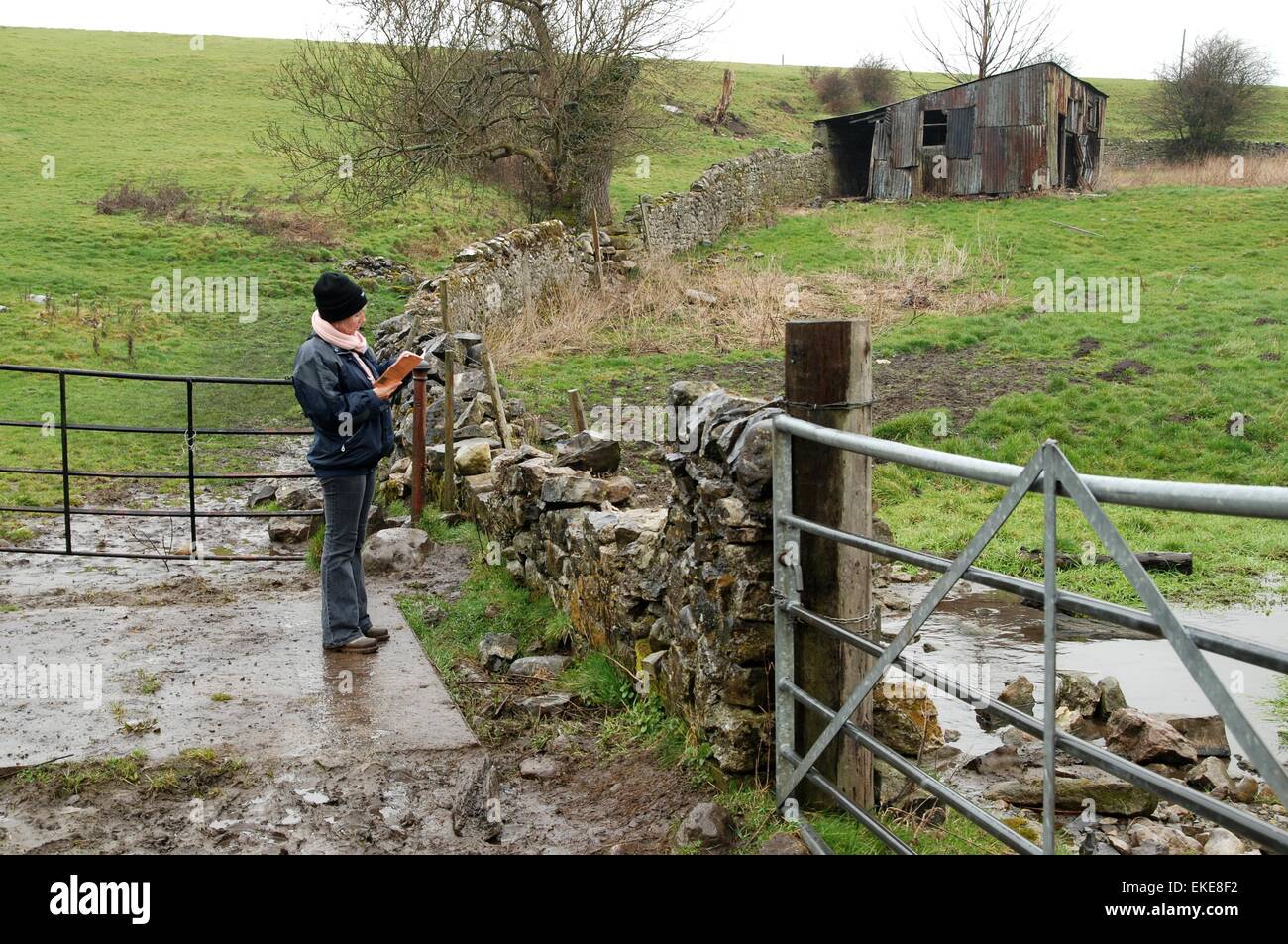 Femme lisant une carte dans la pluie et la boue, Peak District, Derbyshire, Royaume-Uni Banque D'Images